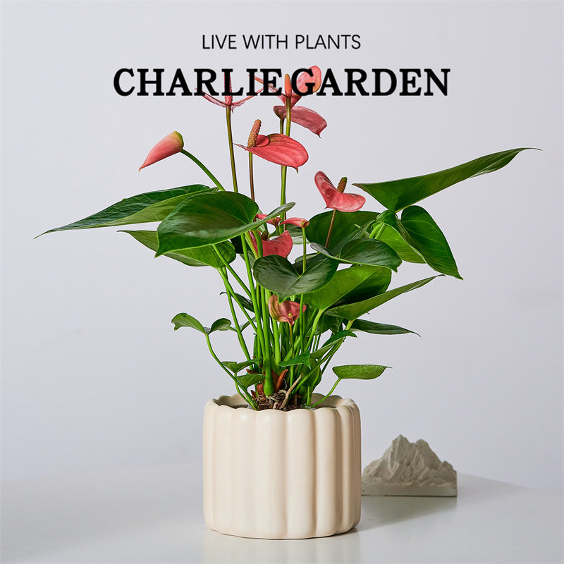 粉掌粉皇冠室内耐阴耐热花卉盆栽好养四季常开业乔迁节日礼物