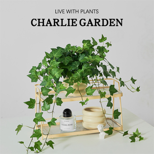 常青好养长青爬藤 常春藤盆栽室内绿植吊兰垂吊植物阳台好养活四季