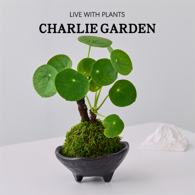 镜面草苔藓球盆栽室内桌面绿植