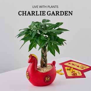 年宵祥瑞发财树盆栽旺宅纳福添喜气室内绿植送礼首选好养种好发货