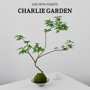 流泉枫盆景苔藓 四季好养桌面绿植 中式禅意客厅观赏枫树原生垂枝