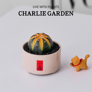 黄金兜星兜仙人球多肉盆栽植物办公室微型绿植花卉工位绿植好养活