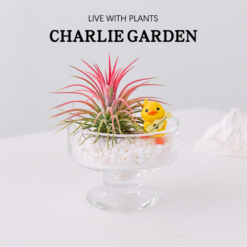 空气凤梨盆栽懒人网红植物四季