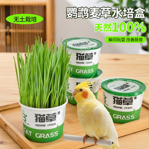 鹦鹉食用草新鲜小麦草鸟零食饲料水培盒子牡丹玄凤可食用麦草零食