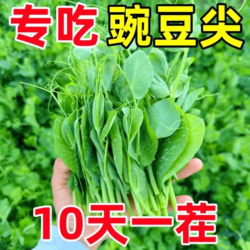 无须豌豆苗种籽豌豆种籽尖芽苗菜种子四季蔬菜孑豌豆苗种碗豆种籽