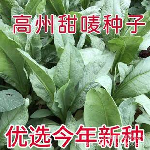 高州甜麦菜种子甜唛菜油麦菜甜麻菜种籽四季易种大棚露天苦麦菜子