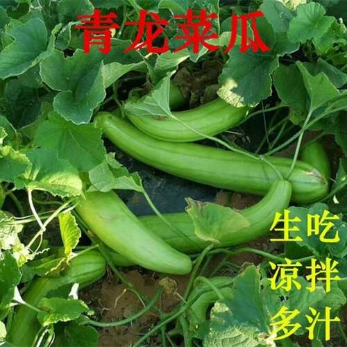 精选青龙菜瓜种子八棱脆瓜青皮酥瓜籽凉拌生吃腌菜水果蔬菜早熟种