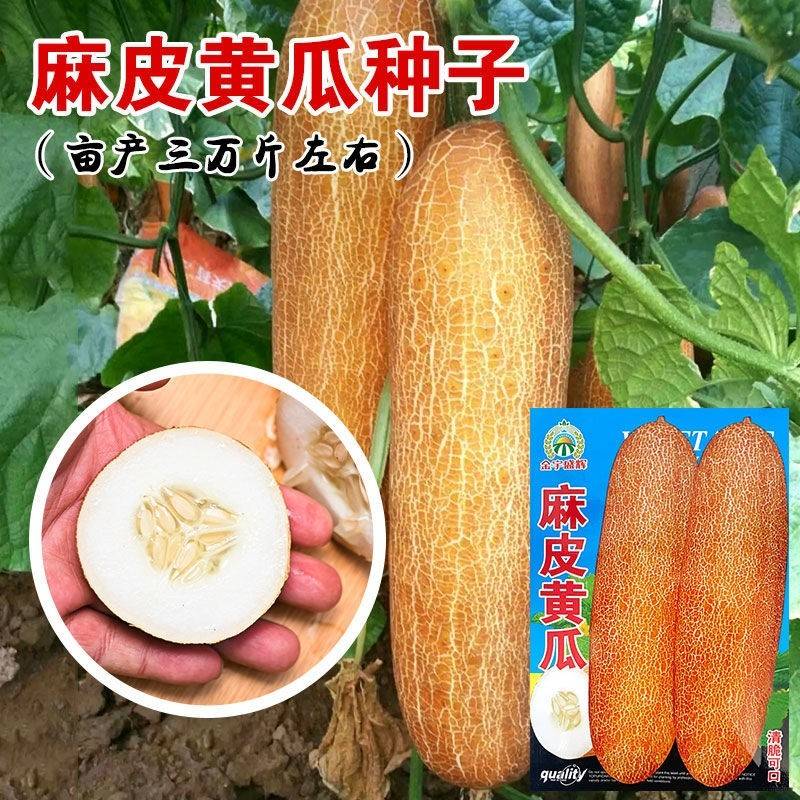 麻皮老黄瓜种子四季春季夏秋冬季田园农家基地高产旱黄瓜蔬菜种孑