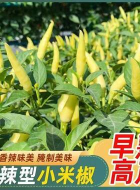 野生黄朝天椒种子泡椒野山椒种子高产抗病黄色小尖椒超辣辣椒种子