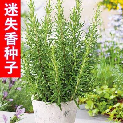迷迭香种子可食用香草种籽海洋之露多年生四季常青驱蚊盆栽春秋播