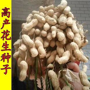 花育60花生种子早熟超薄皮花生原种春夏种植