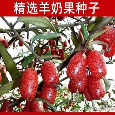 羊奶果种子盆栽地栽当年结果羊奶果子耐冬耐冻南北方四季种植