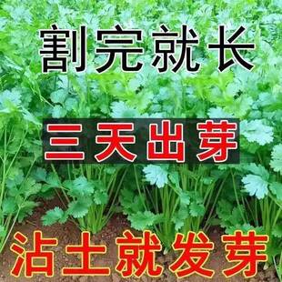 耐热四季 速生香菜种子三天出大叶芫荽种籽农家阳台盆栽 新种