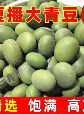 高产大青豆种子高产青皮青芯四季播种早中晚熟农家青毛豆大豆种子