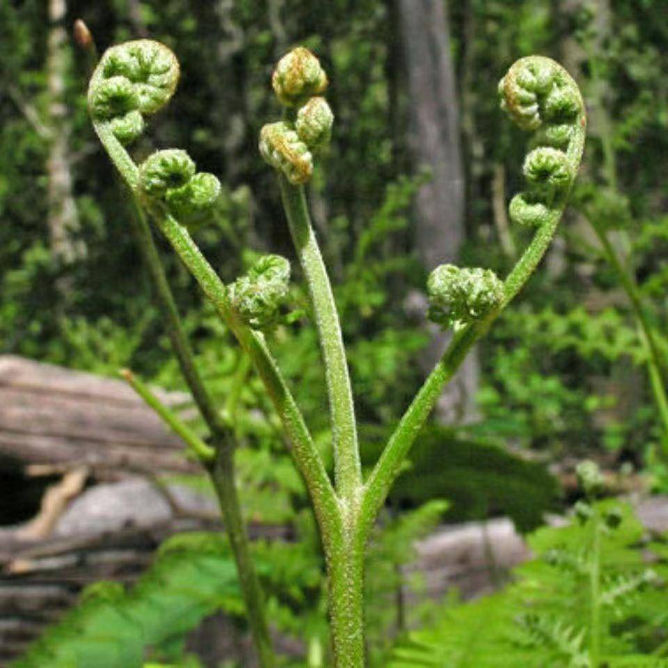 厥野生蕨菜种子生菜菜拳头菜 如意菜野山 菜猫爪WHG菜龙头菜撅种