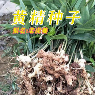 黄精种子黄精籽姜型多花黄精种子倒苗鸡头精节节高黄精干籽出芽高