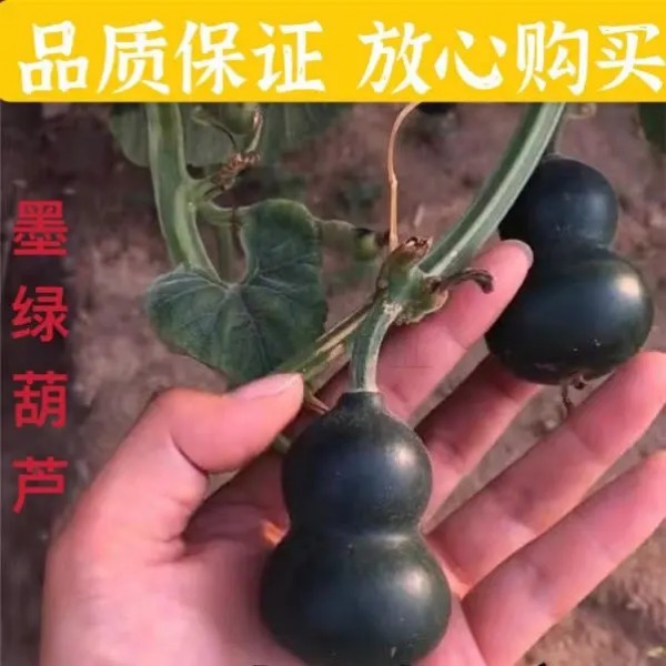 墨绿小葫芦翡翠葫芦盆栽手捻葫芦种子文玩亚腰种籽盆栽阳台