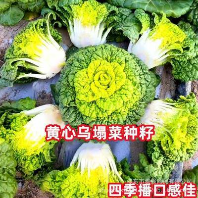 黄心乌塌菜种子黑心乌塌菜种子黄心皱叶小白菜耐低温农家蔬菜种子