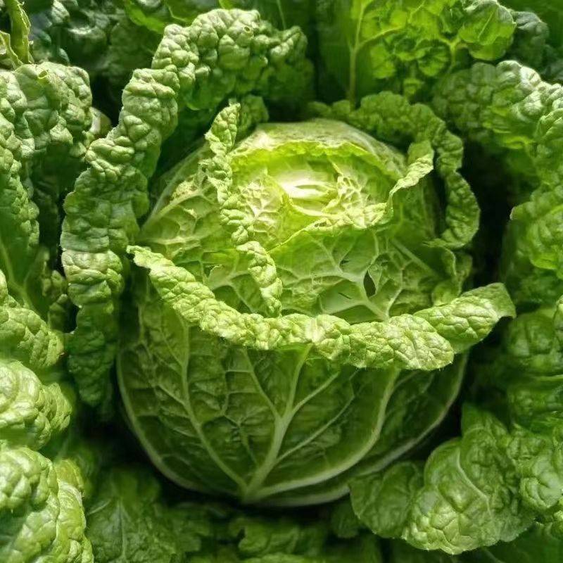 208天无筋白菜种子甜脆大白菜种籽不易脱帮菜种子秋季蔬菜种子