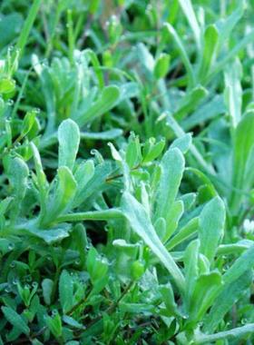 鼠曲草种子新鼠曲草子种 清明果苗 明做粑粑黄花HRD采艾清菜