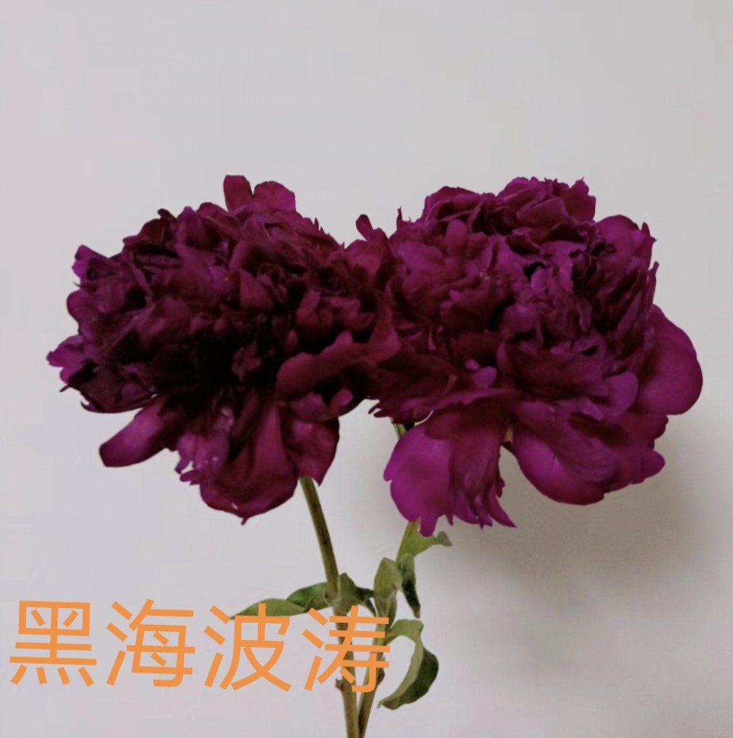 观赏菏泽芍药苗现挖现发原产地直发包对吧?包邮。