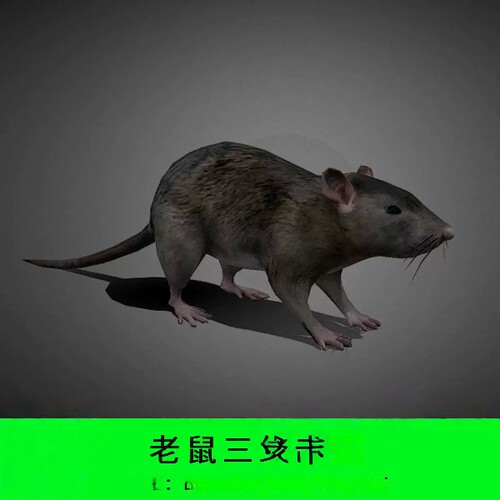 老鼠三维模型3d素材blender/c4d/fbx/obj动物黑老鼠