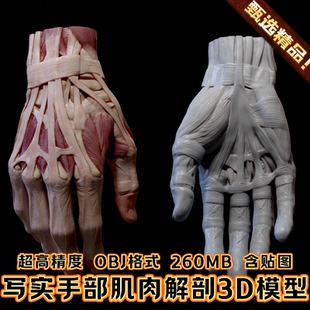 ZBrush写实逼真人体手部肌肉细节3D模型肌腱结构解剖模型C4D MAYA