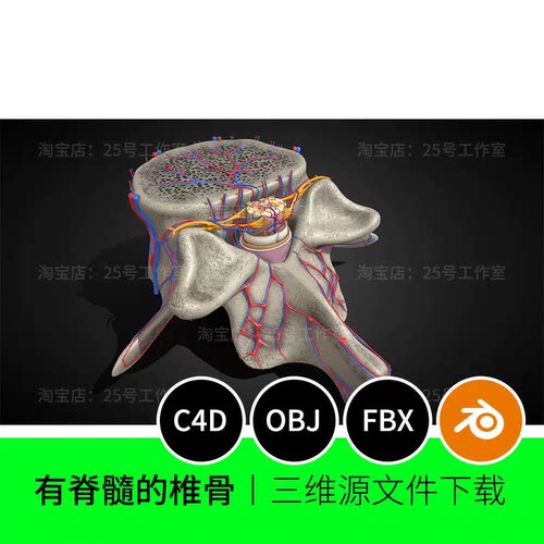 脊髓椎骨解剖医学三维动脉3D模型blender建模C4D素材OBJ文件1804