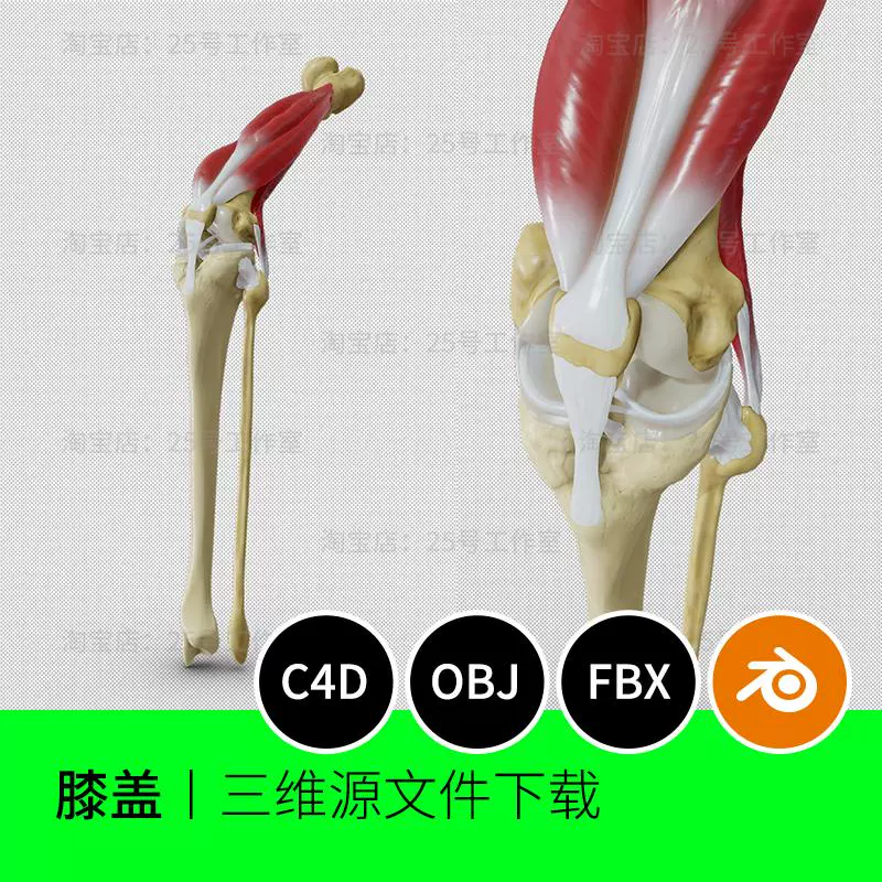 膝盖解剖骨骼腿骨肌肉韧带3D模型blender建模C4D素材OBJ文件1878