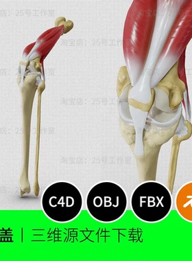 膝盖解剖骨骼腿骨肌肉韧带3D模型blender建模C4D素材OBJ文件1878