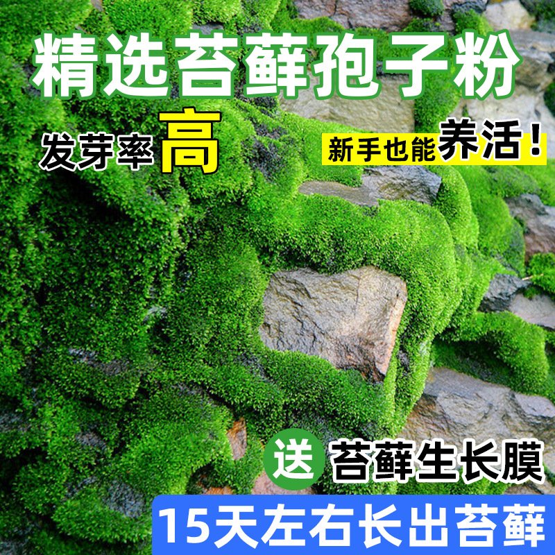 苔藓孢子粉四季鲜活青苔绿植短绒吸水石种子微景观盆景造假山ZJ86