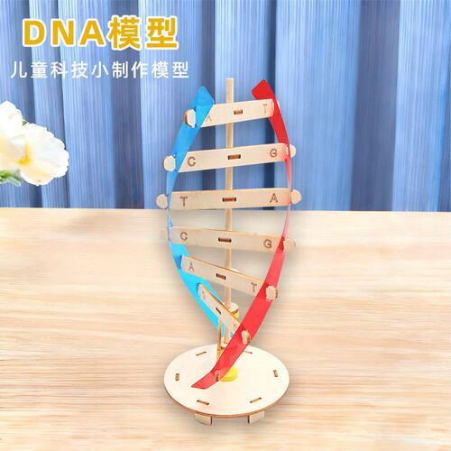 diy科技小制作人体基因DNA双螺旋模型 生物科学实验器材科普教F05