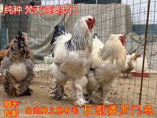 巨型婆罗门鸡活体梵天鸡脱温大体观赏宠物能涨到20斤左右顺丰包邮
