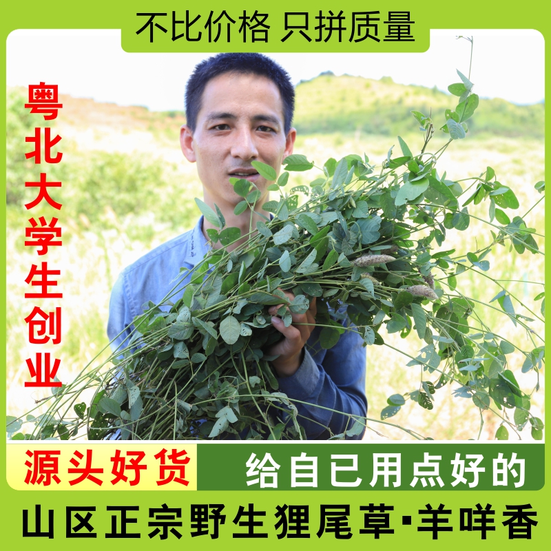 野生狸尾草羊咩香散装中草药新货