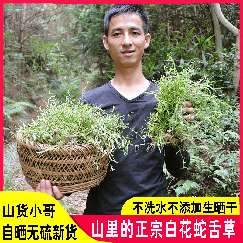 山区白花蛇舌草百花舌蛇草半枝莲