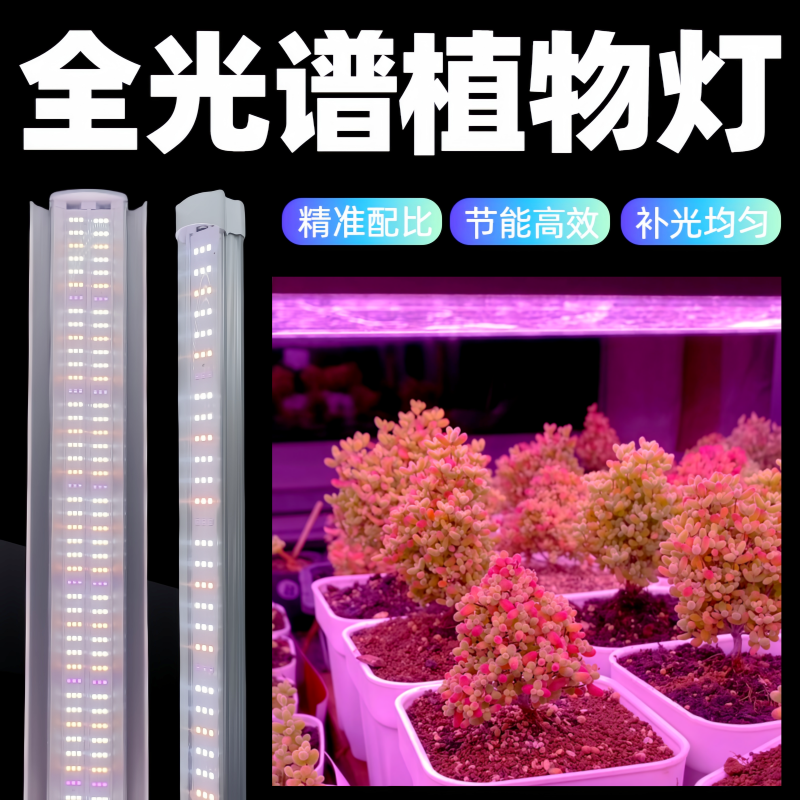 多肉仿太阳光上色热植全光谱防徒