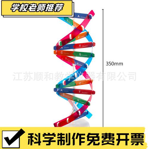 状元教育|DNA双螺旋结构模型材料脱氧核苷酸链碱基对基因染色体双
