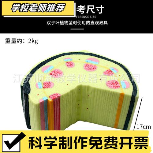 状元教育|双子叶植物茎模型 结构组织构造标本 放大解剖切面模具