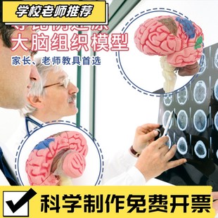 人体大脑模型人脑神经脑干结构脑血管分布脑功能DIY玩具3D益CX67