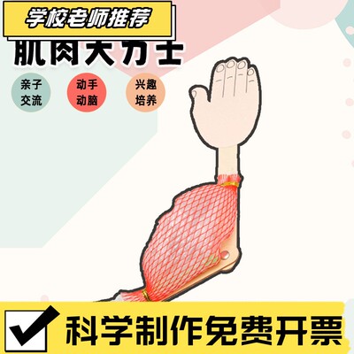 骨骼肌运动简易模型手工小制作 生物科学课件 中学生物理科学实验