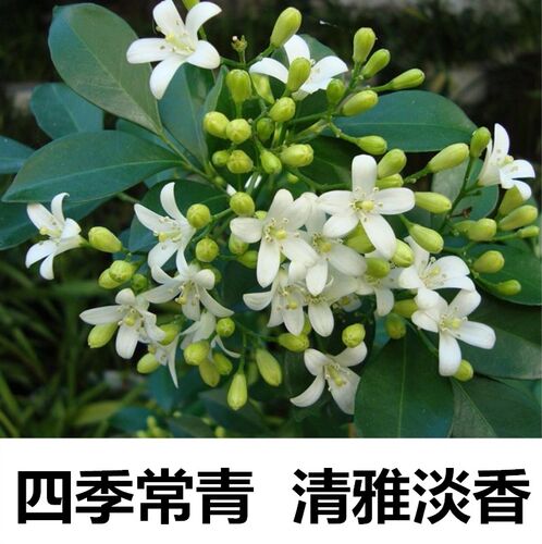 九里香盆栽开花很香浓香四季好养开花不断绿植花卉室内外庭院植物