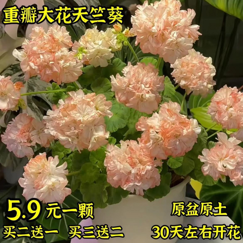 重瓣大花天竺葵盆栽花苗四季开花