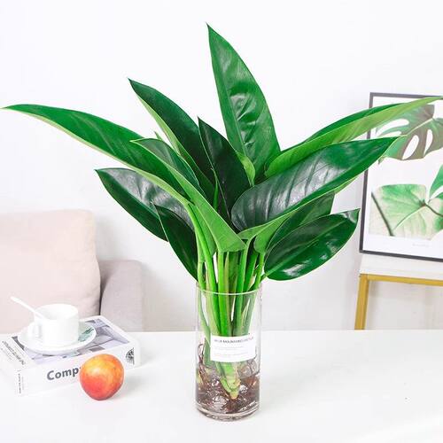 大金钻盆栽水培植物花室内桌面大