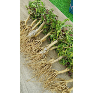 重瓣太阳花老桩牡丹玫红王花苗盆栽植物多年生宿根大花带根