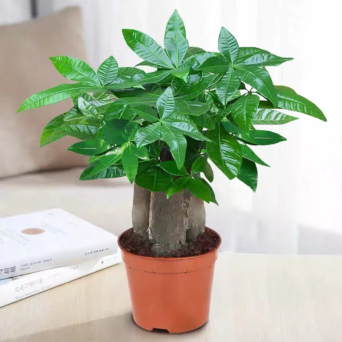 发财树盆栽绿植多杆室内客厅懒人水培好养活文竹绿萝盆景美观常青