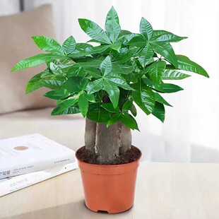 发财树盆栽绿植多杆室内客厅懒人水培好养活文竹绿萝盆景美观常青