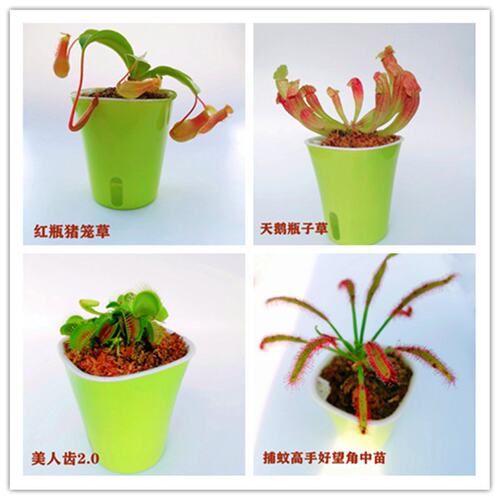 捕蝇草猪笼草食虫草食人花驱蚊草