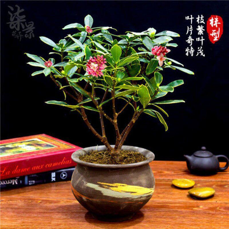 金边瑞香耐寒花卉观花植物室内带图片