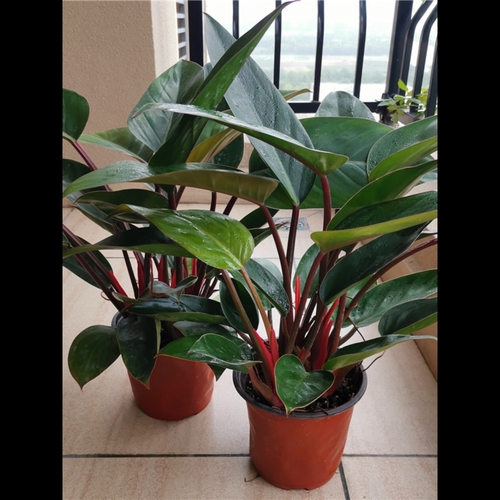红钻金钻大叶盆栽绿植花卉落地居