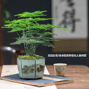 精品大文竹盆栽高端盆景小绿植水培植物办公室内矮桩文竹籽苗花盆